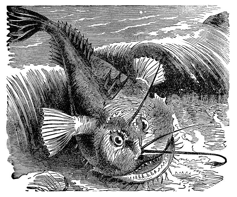 安康鱼(Lophius Piscatorius) - 19世纪